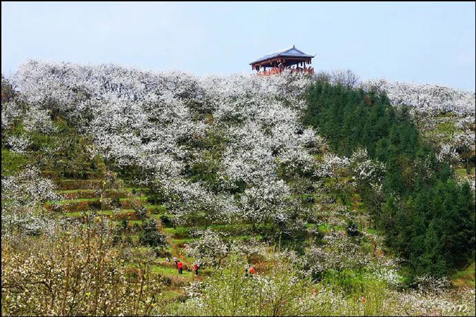 【春天，广西桂林灌阳县向您发出邀请！】我们在灌阳看梨花 - 游山玩水 - 营口生活社区 - 营口28生活网 yk.28life.net