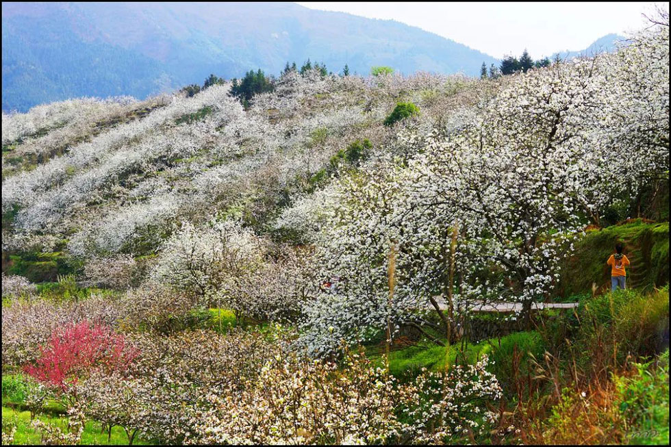 【春天，广西桂林灌阳县向您发出邀请！】我们在灌阳看梨花 - 游山玩水 - 营口生活社区 - 营口28生活网 yk.28life.net