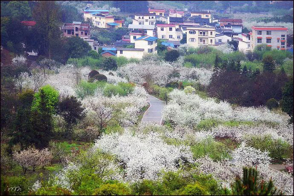 【春天，广西桂林灌阳县向您发出邀请！】我们在灌阳看梨花 - 游山玩水 - 营口生活社区 - 营口28生活网 yk.28life.net