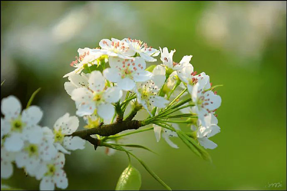 【春天，广西桂林灌阳县向您发出邀请！】我们在灌阳看梨花 - 游山玩水 - 营口生活社区 - 营口28生活网 yk.28life.net