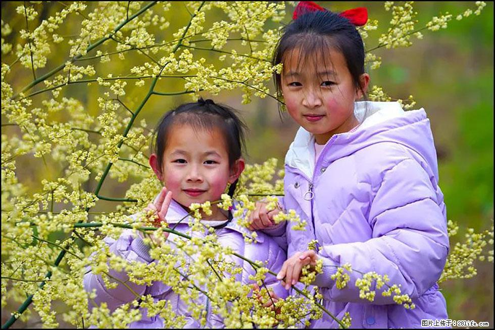 【春天，广西桂林灌阳县向您发出邀请！】米珠山前有片山苍子花在飘香 - 游山玩水 - 营口生活社区 - 营口28生活网 yk.28life.net