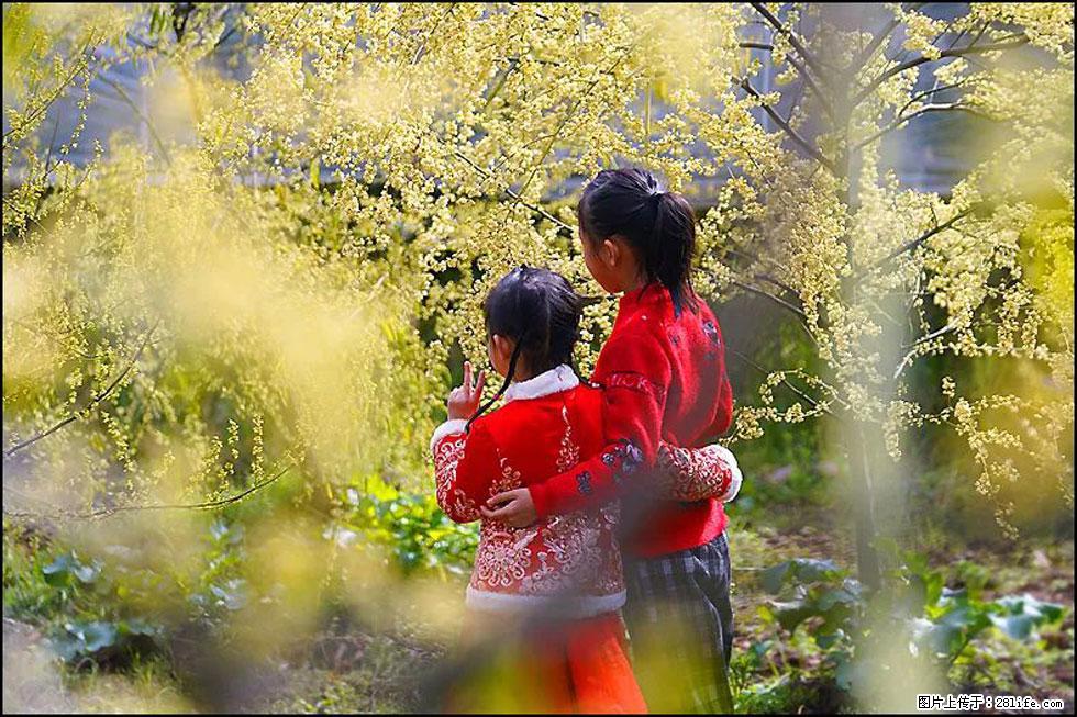 【春天，广西桂林灌阳县向您发出邀请！】米珠山前有片山苍子花在飘香 - 游山玩水 - 营口生活社区 - 营口28生活网 yk.28life.net