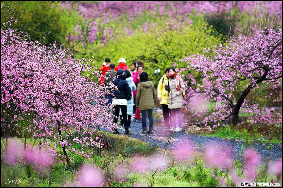 【春天,广西桂林灌阳县向您发出邀请!】官庄村有个醉美的桃花园 - 游山玩水 - 营口生活社区 - 营口28生活网 yk.28life.net