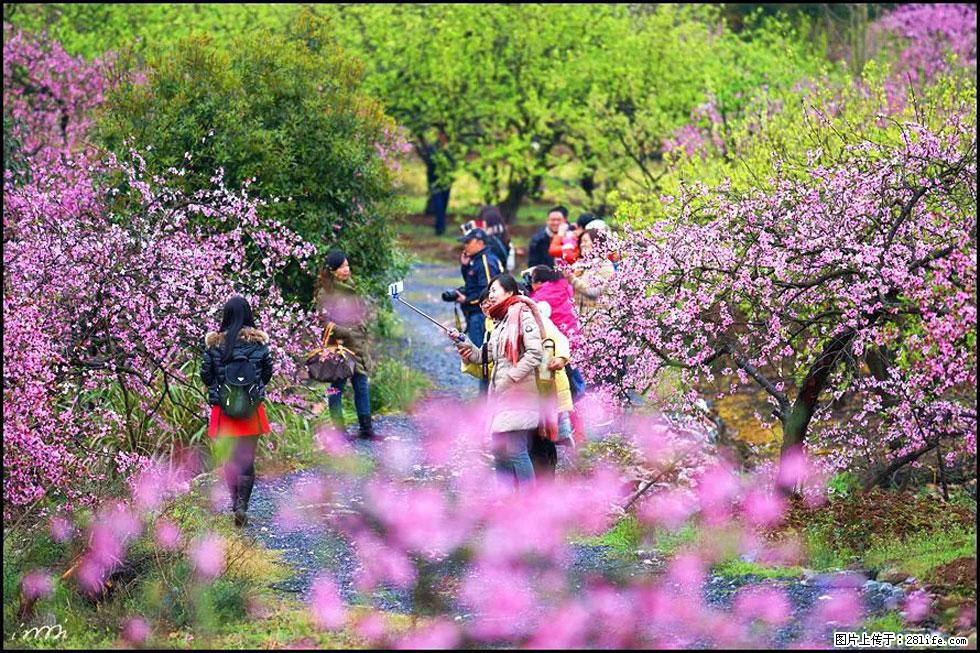 【春天,广西桂林灌阳县向您发出邀请!】官庄村有个醉美的桃花园 - 游山玩水 - 营口生活社区 - 营口28生活网 yk.28life.net