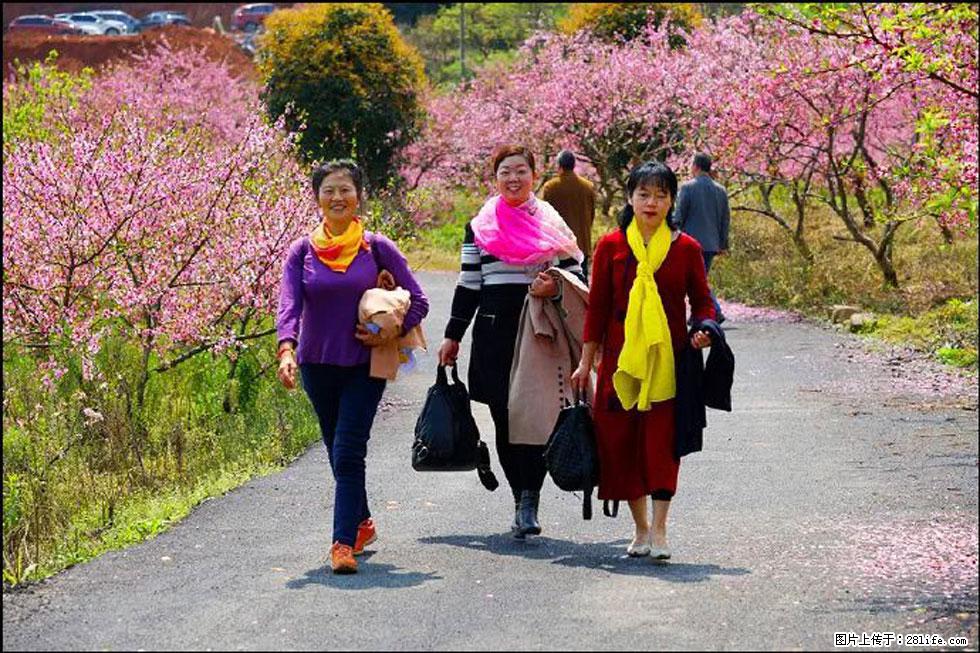 【春天,广西桂林灌阳县向您发出邀请!】官庄村有个醉美的桃花园 - 游山玩水 - 营口生活社区 - 营口28生活网 yk.28life.net
