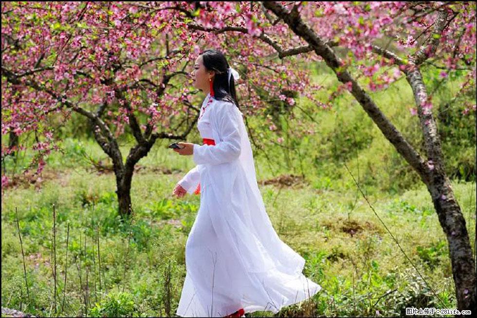 【春天,广西桂林灌阳县向您发出邀请!】官庄村有个醉美的桃花园 - 游山玩水 - 营口生活社区 - 营口28生活网 yk.28life.net