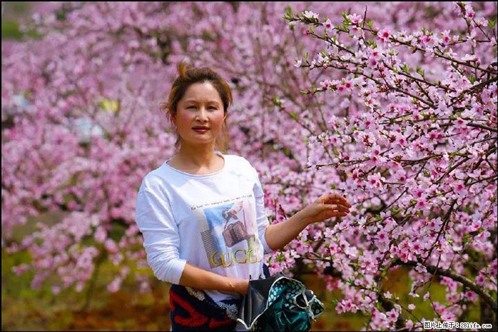 【春天,广西桂林灌阳县向您发出邀请!】官庄村有个醉美的桃花园 - 游山玩水 - 营口生活社区 - 营口28生活网 yk.28life.net