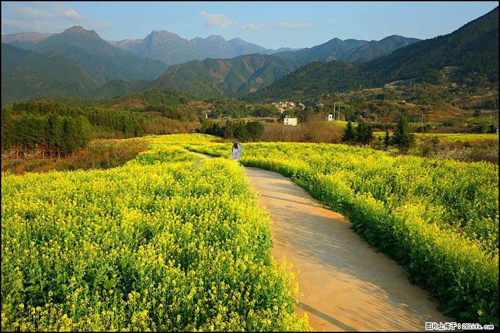 【春天，广西桂林灌阳县向您发出邀请！】长坪村油菜盛情花开 - 游山玩水 - 营口生活社区 - 营口28生活网 yk.28life.net