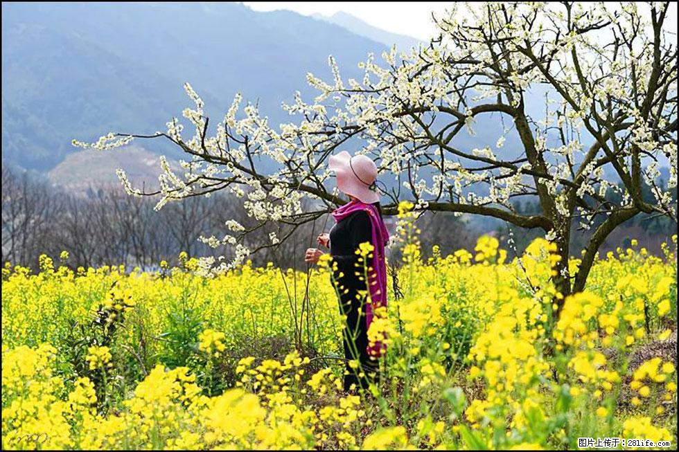 【春天，广西桂林灌阳县向您发出邀请！】长坪村油菜盛情花开 - 游山玩水 - 营口生活社区 - 营口28生活网 yk.28life.net