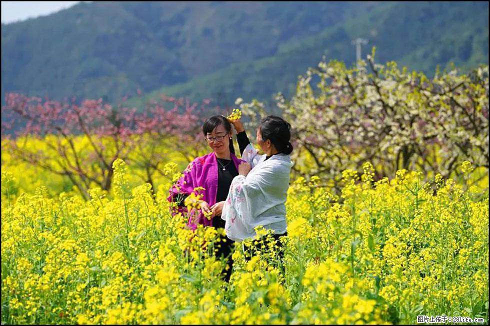 【春天，广西桂林灌阳县向您发出邀请！】长坪村油菜盛情花开 - 游山玩水 - 营口生活社区 - 营口28生活网 yk.28life.net
