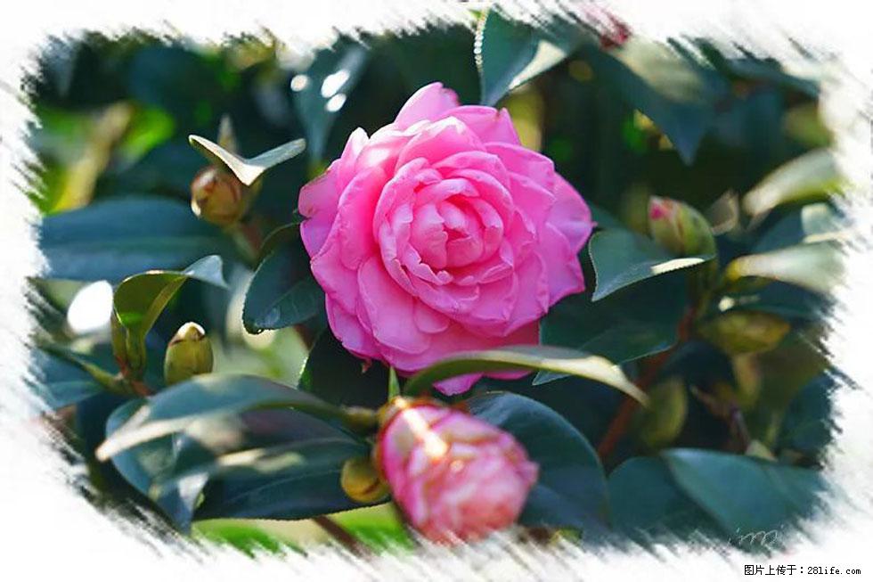 【春天，广西桂林灌阳县向您发出邀请！】杨柳井茶花惹人爱 - 游山玩水 - 营口生活社区 - 营口28生活网 yk.28life.net