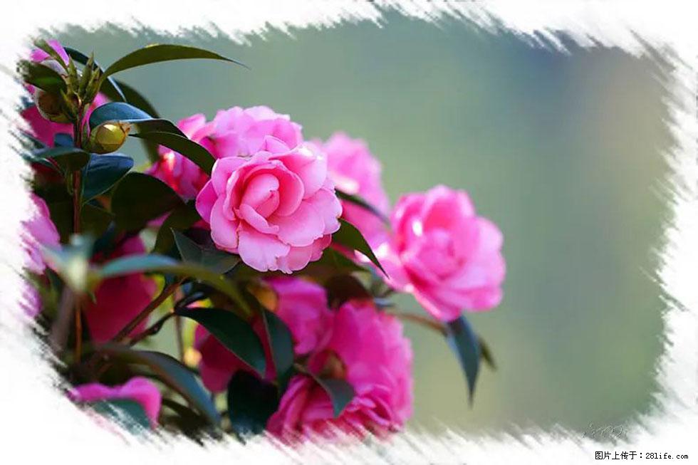 【春天，广西桂林灌阳县向您发出邀请！】杨柳井茶花惹人爱 - 游山玩水 - 营口生活社区 - 营口28生活网 yk.28life.net