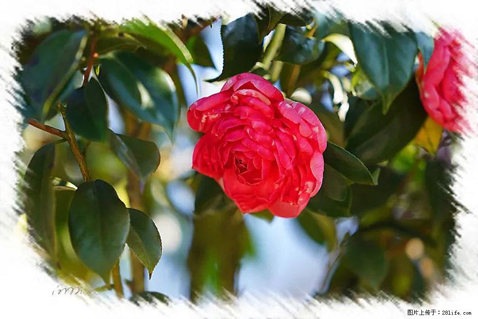 【春天，广西桂林灌阳县向您发出邀请！】杨柳井茶花惹人爱 - 游山玩水 - 营口生活社区 - 营口28生活网 yk.28life.net