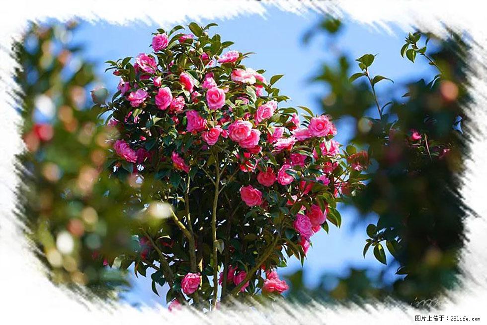 【春天，广西桂林灌阳县向您发出邀请！】杨柳井茶花惹人爱 - 游山玩水 - 营口生活社区 - 营口28生活网 yk.28life.net