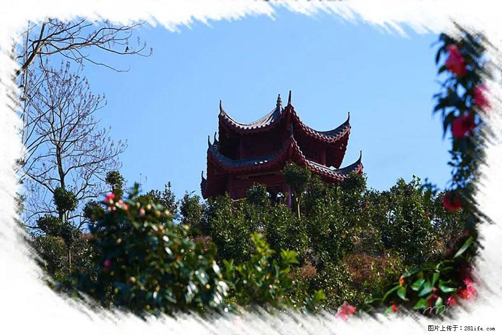 【春天，广西桂林灌阳县向您发出邀请！】杨柳井茶花惹人爱 - 游山玩水 - 营口生活社区 - 营口28生活网 yk.28life.net