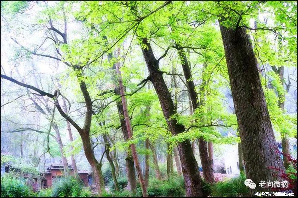 【春天，广西桂林灌阳县向您发出邀请！】在小龙村与春天约会 - 游山玩水 - 营口生活社区 - 营口28生活网 yk.28life.net