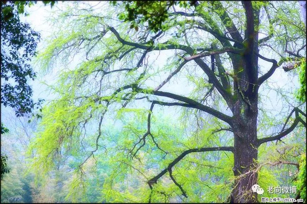 【春天，广西桂林灌阳县向您发出邀请！】在小龙村与春天约会 - 游山玩水 - 营口生活社区 - 营口28生活网 yk.28life.net