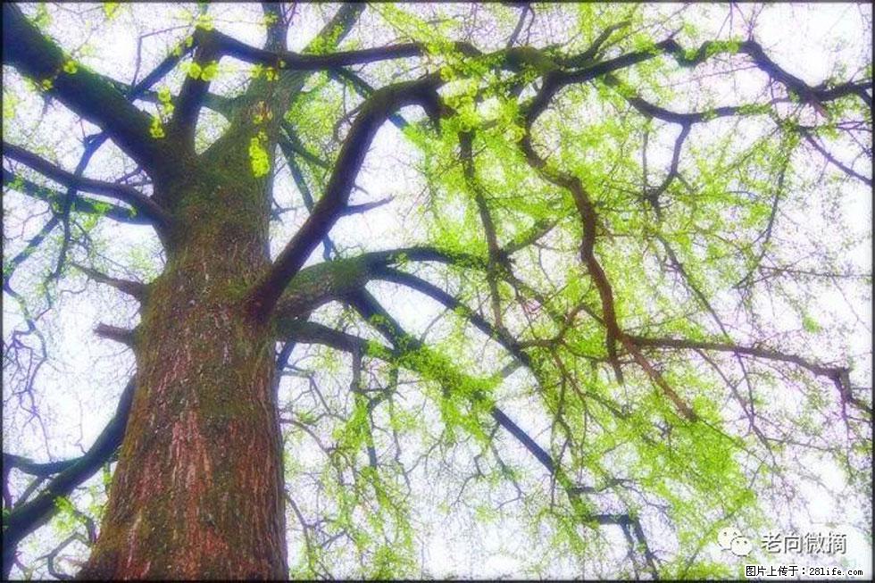 【春天，广西桂林灌阳县向您发出邀请！】在小龙村与春天约会 - 游山玩水 - 营口生活社区 - 营口28生活网 yk.28life.net