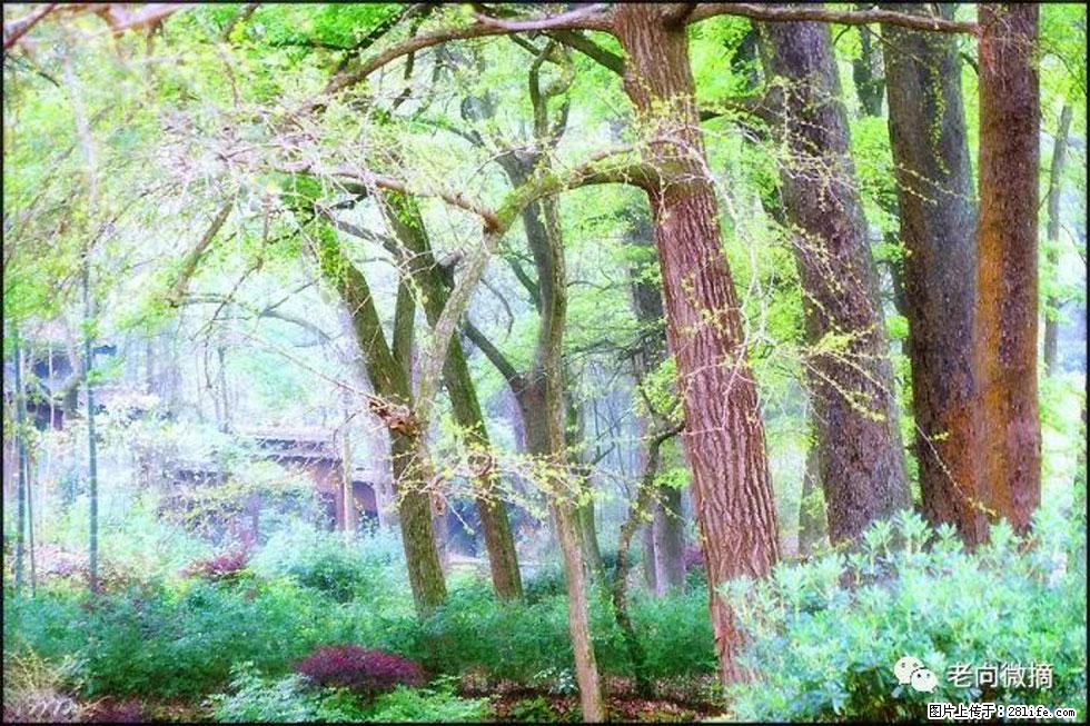 【春天，广西桂林灌阳县向您发出邀请！】在小龙村与春天约会 - 游山玩水 - 营口生活社区 - 营口28生活网 yk.28life.net