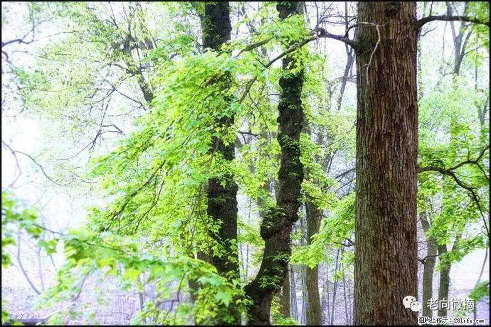 【春天，广西桂林灌阳县向您发出邀请！】在小龙村与春天约会 - 游山玩水 - 营口生活社区 - 营口28生活网 yk.28life.net