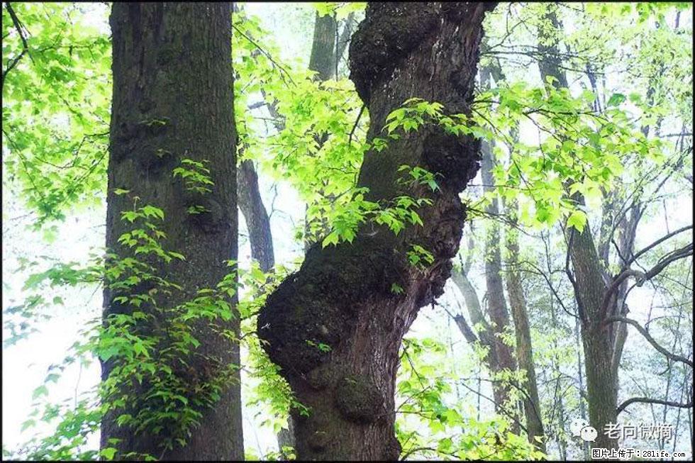 【春天，广西桂林灌阳县向您发出邀请！】在小龙村与春天约会 - 游山玩水 - 营口生活社区 - 营口28生活网 yk.28life.net