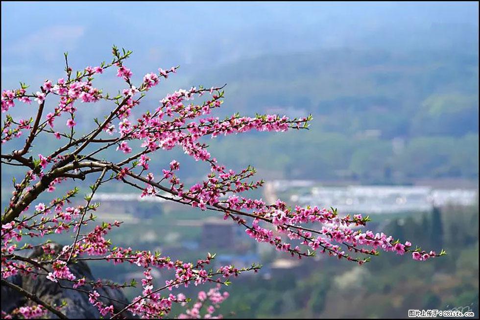 【春天，广西桂林灌阳县向您发出邀请！】望月岭上桃花开 - 游山玩水 - 营口生活社区 - 营口28生活网 yk.28life.net