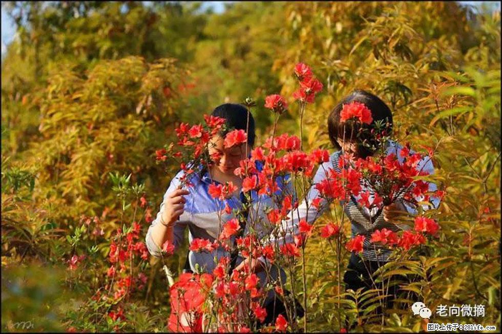 【春天，广西桂林灌阳县向您发出邀请！】登麒麟山，相约映山红 - 游山玩水 - 营口生活社区 - 营口28生活网 yk.28life.net