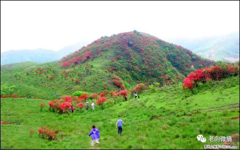 【春天，广西桂林灌阳县向您发出邀请！】宝盖山上映山红 - 游山玩水 - 营口生活社区 - 营口28生活网 yk.28life.net