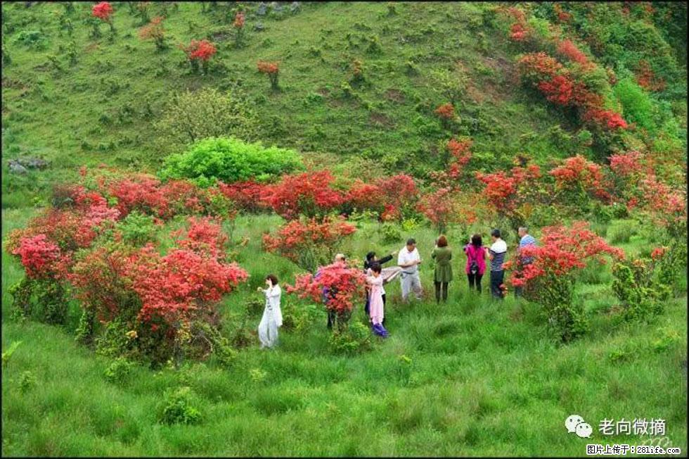 【春天，广西桂林灌阳县向您发出邀请！】宝盖山上映山红 - 游山玩水 - 营口生活社区 - 营口28生活网 yk.28life.net