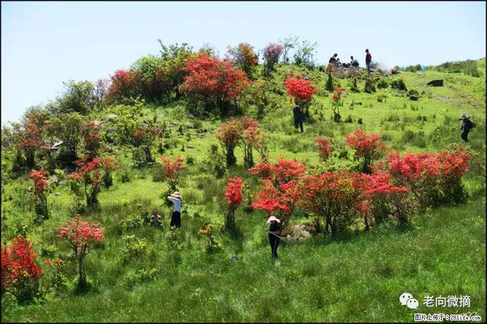 【春天，广西桂林灌阳县向您发出邀请！】宝盖山上映山红 - 游山玩水 - 营口生活社区 - 营口28生活网 yk.28life.net