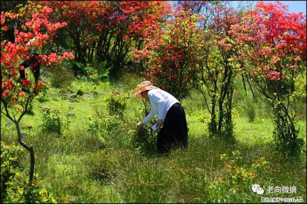 【春天，广西桂林灌阳县向您发出邀请！】宝盖山上映山红 - 游山玩水 - 营口生活社区 - 营口28生活网 yk.28life.net