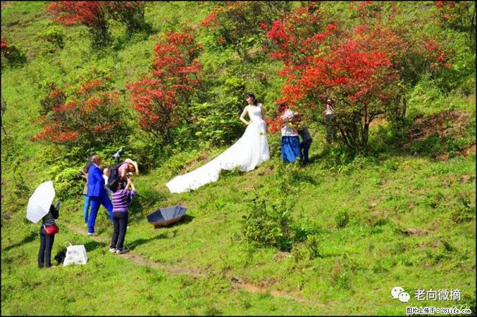 【春天，广西桂林灌阳县向您发出邀请！】宝盖山上映山红 - 游山玩水 - 营口生活社区 - 营口28生活网 yk.28life.net