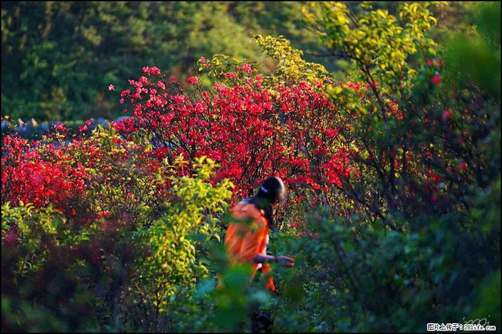 【春天，广西桂林灌阳县向您发出邀请！】春木界上映山红 - 游山玩水 - 营口生活社区 - 营口28生活网 yk.28life.net