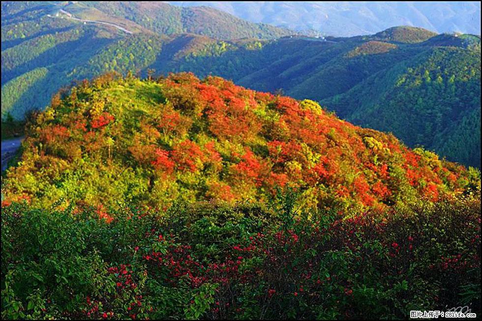 【春天，广西桂林灌阳县向您发出邀请！】春木界上映山红 - 游山玩水 - 营口生活社区 - 营口28生活网 yk.28life.net