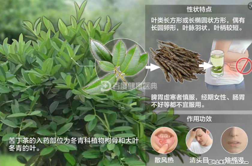 苦丁茶有哪些功效和作用 - 生活百科 - 营口生活社区 - 营口28生活网 yk.28life.net