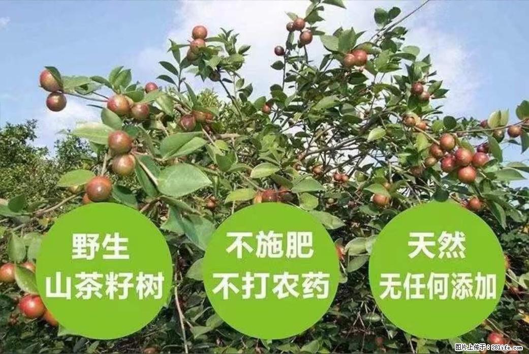 【灌阳县油茶产业示范区】一个有着充实的精神生活的人，对待身外之物自会有一种淡泊的态度 - 美食天地 - 营口生活社区 - 营口28生活网 yk.28life.net