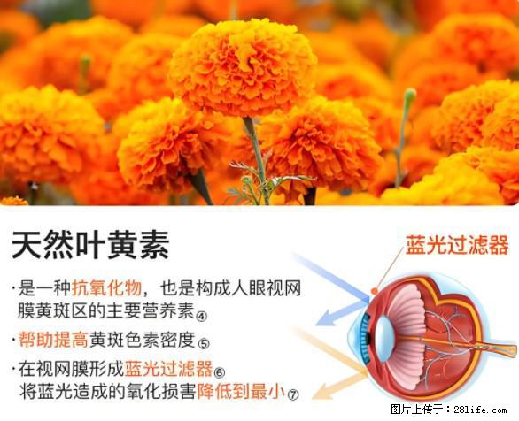 叶黄素有什么功效和作用 - 生活百科 - 营口生活社区 - 营口28生活网 yk.28life.net