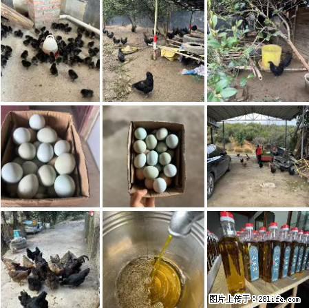 油茶园从小鸡仔开始养起的纯土鸡、土鸡蛋可以预定啦！还有前几天刚榨的纯山茶油哦 - 美食天地 - 营口生活社区 - 营口28生活网 yk.28life.net