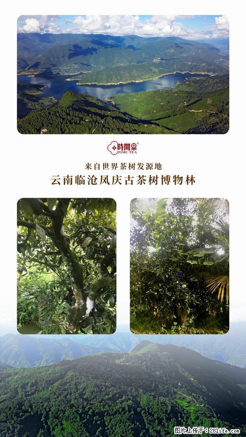 时间果百年古树2025年春红茶 - 购物交流 - 营口生活社区 - 营口28生活网 yk.28life.net