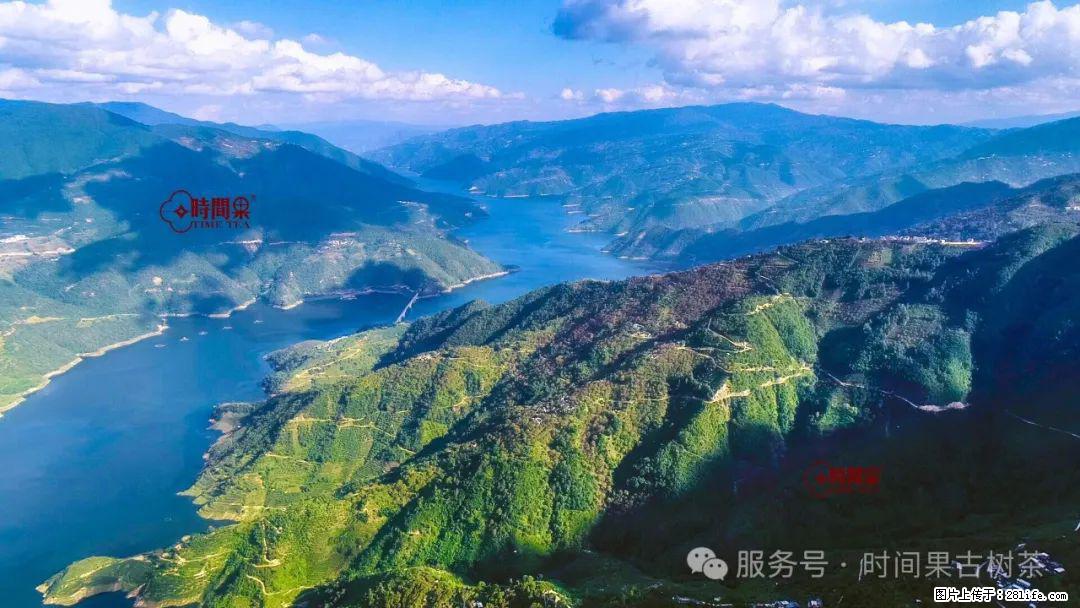 时间果百年古树龙珠普洱生茶 - 购物交流 - 营口生活社区 - 营口28生活网 yk.28life.net