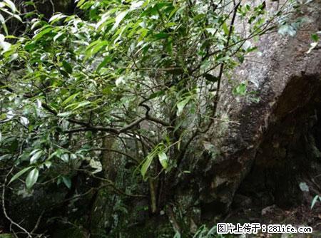 平乐石崖茶，珍贵仅次于金花茶 - 营口生活资讯 - 营口28生活网 yk.28life.net