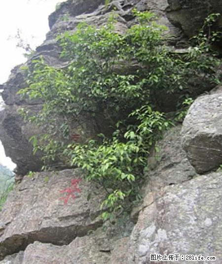 平乐石崖茶，珍贵仅次于金花茶 - 营口生活资讯 - 营口28生活网 yk.28life.net