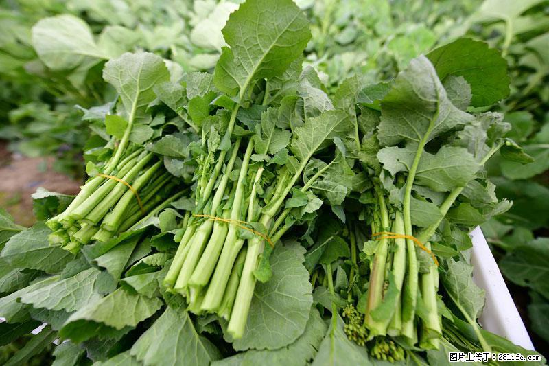 这些蔬菜是“天然钙片”，这6种被医生重点推荐 - 营口生活资讯 - 营口28生活网 yk.28life.net